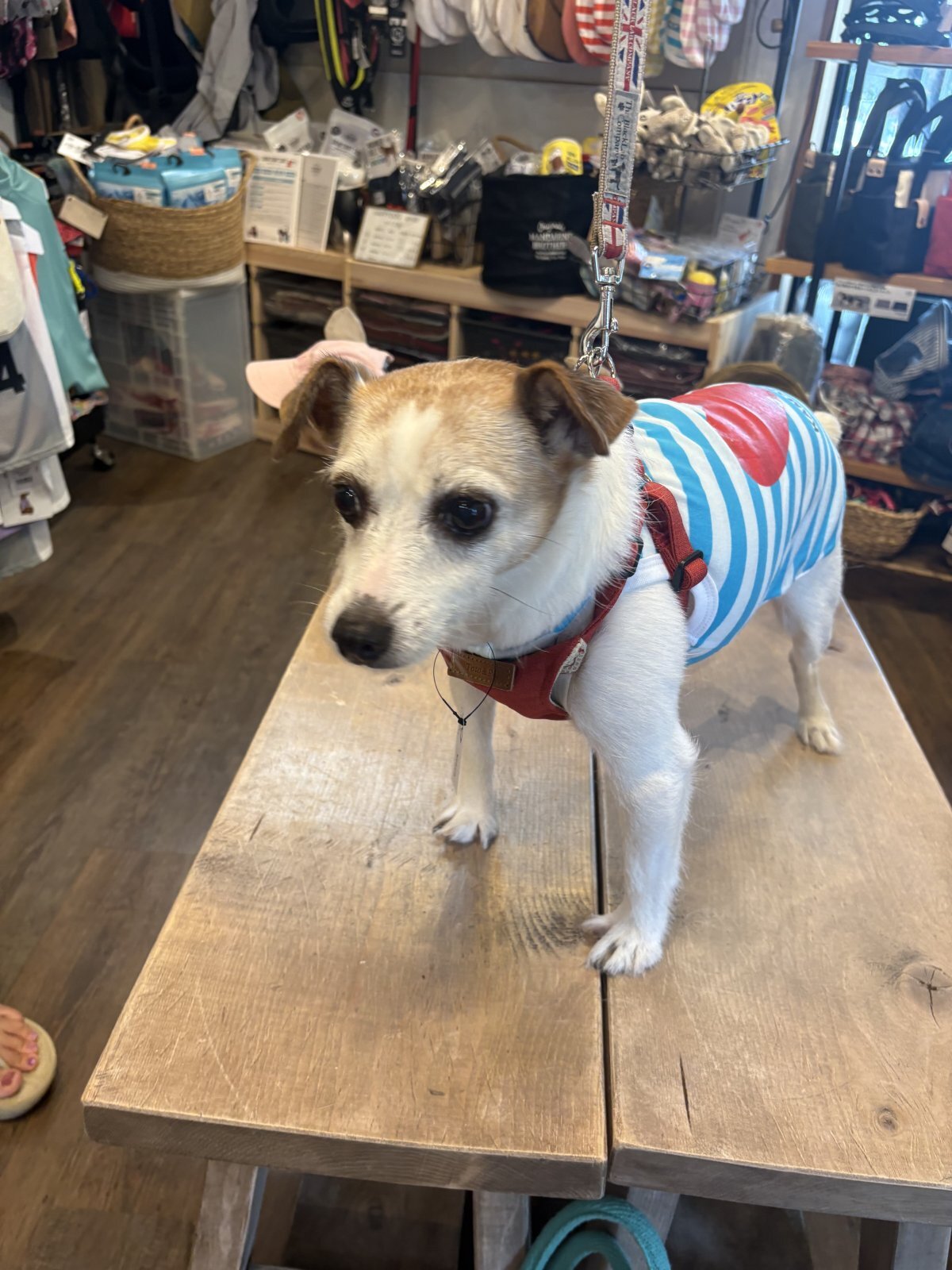 dog wear