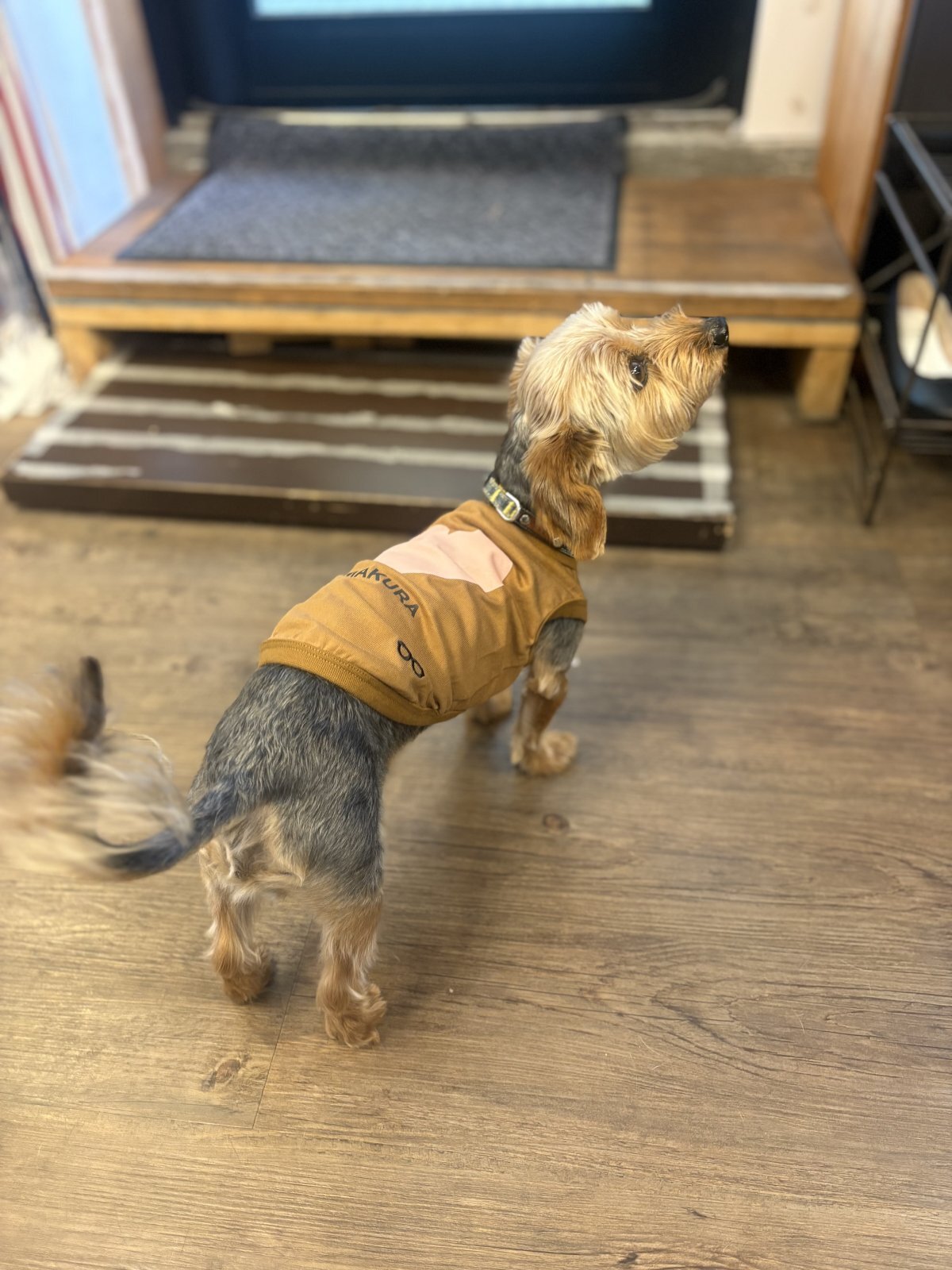 dog wear